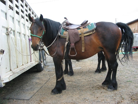 Murthwaite Chanthal, ready for trail ride